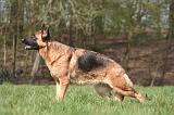 BERGER ALLEMAND 1250